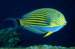 Acanthurus lineatus