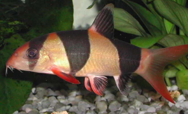 Chromobotia macracanthus